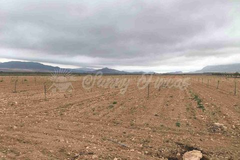 Helårsgrund i Yecla, Murcia, Yecla - € 47.000 | Ref: SF0566 - foto 14